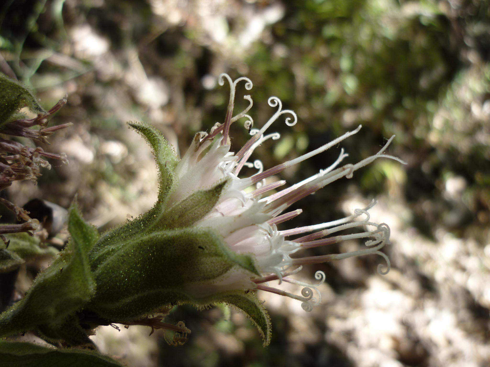 Lagascea helianthifolia